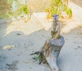 A cute meerkat standing on a tree stump a wild carnivore animal from the african desert Royalty Free Stock Photo