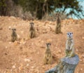 Cute meerkat standing on a tree trunk with a family of meerkats in the background