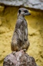 Cute Meerkat standing up on a rock and looking away