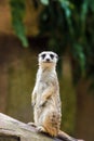 A Cute Meerkat Standing Up On A Tree Log. Royalty Free Stock Photo