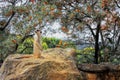 Cute meerkat standing upright on rock. Funny suricate Royalty Free Stock Photo