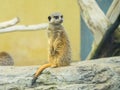 A cute Meerkat standing in a zoo Royalty Free Stock Photo