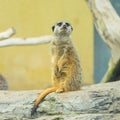 A cute Meerkat standing in a zoo Royalty Free Stock Photo