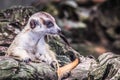 Cute meerkat suricata looking with curiousness on tree. Close-up Animal in nature wildlife Royalty Free Stock Photo