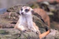 Cute meerkat suricata looking with curiousness on tree. Close-up Animal in nature wildlife