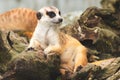 Cute meerkat suricata looking with curiousness on tree. Close-up Animal in nature wildlife Royalty Free Stock Photo