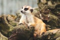 Cute meerkat suricata looking with curiousness on tree. Close-up Animal in nature wildlife Royalty Free Stock Photo