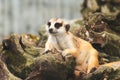 Cute meerkat suricata looking with curiousness on tree. Close-up Animal in nature wildlife