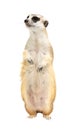 Cute meerkat  Suricata suricatta  isolated Royalty Free Stock Photo