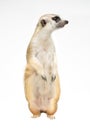 Cute meerkat  Suricata suricatta  isolated Royalty Free Stock Photo