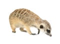 Cute meerkat  Suricata suricatta  isolated Royalty Free Stock Photo