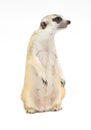 Cute meerkat Suricata suricatta isolated