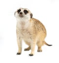 Cute meerkat Suricata suricatta isolated