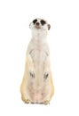 Cute meerkat  Suricata suricatta  isolated Royalty Free Stock Photo