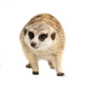 Cute meerkat Suricata suricatta isolated