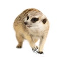 Cute meerkat  Suricata suricatta  isolated Royalty Free Stock Photo