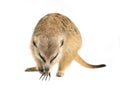 Cute meerkat  Suricata suricatta  isolated Royalty Free Stock Photo