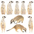 Cute meerkat  Suricata suricatta  isolated Royalty Free Stock Photo