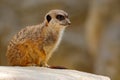 Cute Meerkat, Suricata suricatta, sitting on the stone Royalty Free Stock Photo