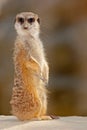 Cute Meerkat, Suricata suricatta, sitting on the stone Royalty Free Stock Photo
