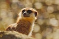 Cute Meerkat, Suricata suricatta, sitting on the tree trunk in white flower meadow, Namibia. Beautiful animal in the nature