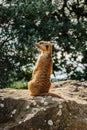 Cute meerkat,Suricata suricatta, or suricate standing on rear legs. Small funny mongoose watching surroundings by turning head Royalty Free Stock Photo