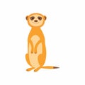 Cute meerkat. Vector illustration isolated on white background.