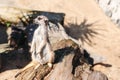 Cute meerkat in the zoo. Meerkat standing on the old log wood Royalty Free Stock Photo