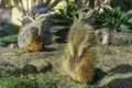 Cute meerkats suricates at Vienna Schonbrunn zoo.