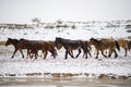 Cute Menggu Horses In Snowy Weather Royalty Free Stock Photo