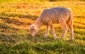 Cute Merino sheep in a farm pasture land in South Africa