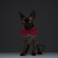 Cute metis cat wearing a bow tie on grey background