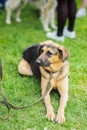 Cute metis of dog from shelter with hope and patience waiting for new owner and he will have house. Look of belief Royalty Free Stock Photo