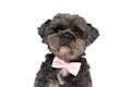Cute metis dog wearing a pink bowtie