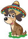 Cute Mexican dog Royalty Free Stock Photo