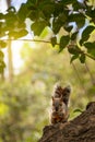 Gray red-bellied squirrel sitting on tree Royalty Free Stock Photo