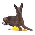 Cute Mexican Hairless dog, xoloitzcuintli, lies on a isolated white background, holding a yellow rubber toy of a with a paw, looks Royalty Free Stock Photo