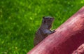 Cute mexican squirrel alertness Royalty Free Stock Photo