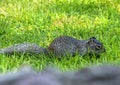 Cute mexican squirrel alertness Royalty Free Stock Photo