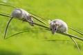 Cute mice - (acomys cahirinus) Royalty Free Stock Photo