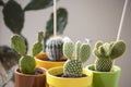 Cute mini cactus close-up. Variety of cute cacti plants. Hauseplant in colourful pots