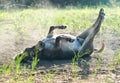 Mini donkey rolling in dust bath Royalty Free Stock Photo