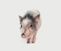 Cute mini pig on white background, portrait