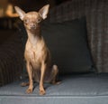 Cute mini pinscher dog