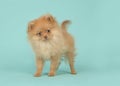 Cute mini spitz puppy dog standing and wagging its tail looking