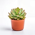 cute mini succulent plant in a pot, white background