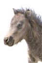 Cute Miniature Foal Portrait on White Royalty Free Stock Photo
