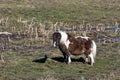 Cute miniature horse in field.