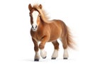 Cute miniature horse over a white background