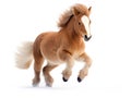 Cute miniature horse over a white background